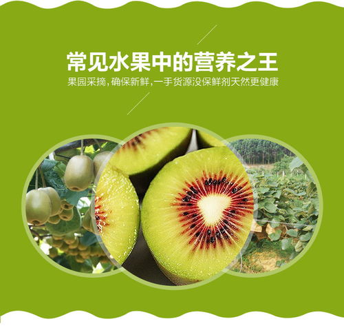 浙江上虞章镇红心猕猴桃 绿色健康的江南珍果