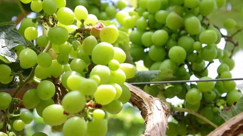 周末奇趣派对 美女主播邀你共品西瓜，赢取千元惊喜大奖