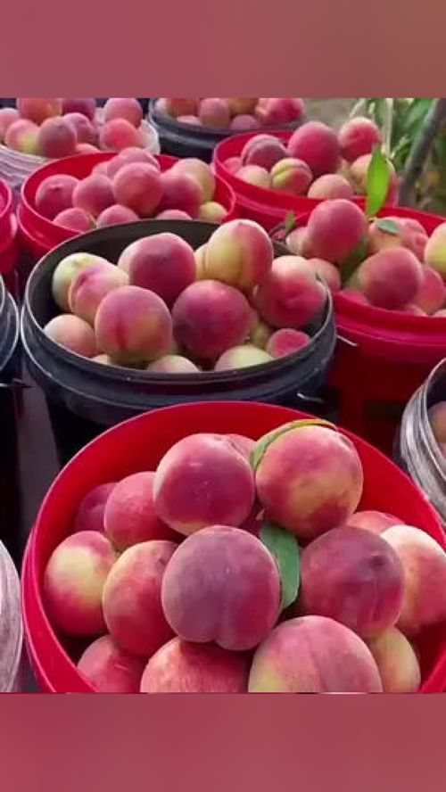 无脊椎动物？当心这水果里的“不速之客”！——谈优质应季水果的选购与处理