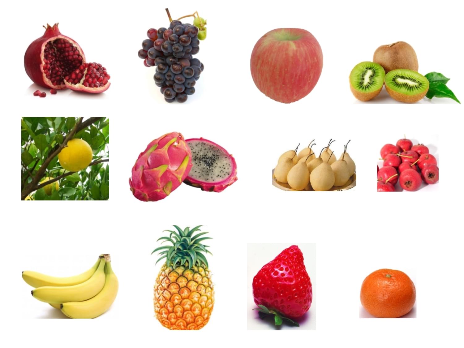 自然界中的缤纷盛宴 从多彩水果到无脊椎动物的奇妙世界